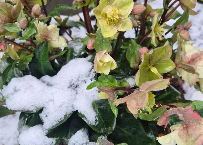 Kanarinac 베오그라드