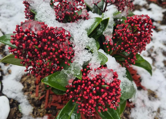 Kanarinac 아파트 *